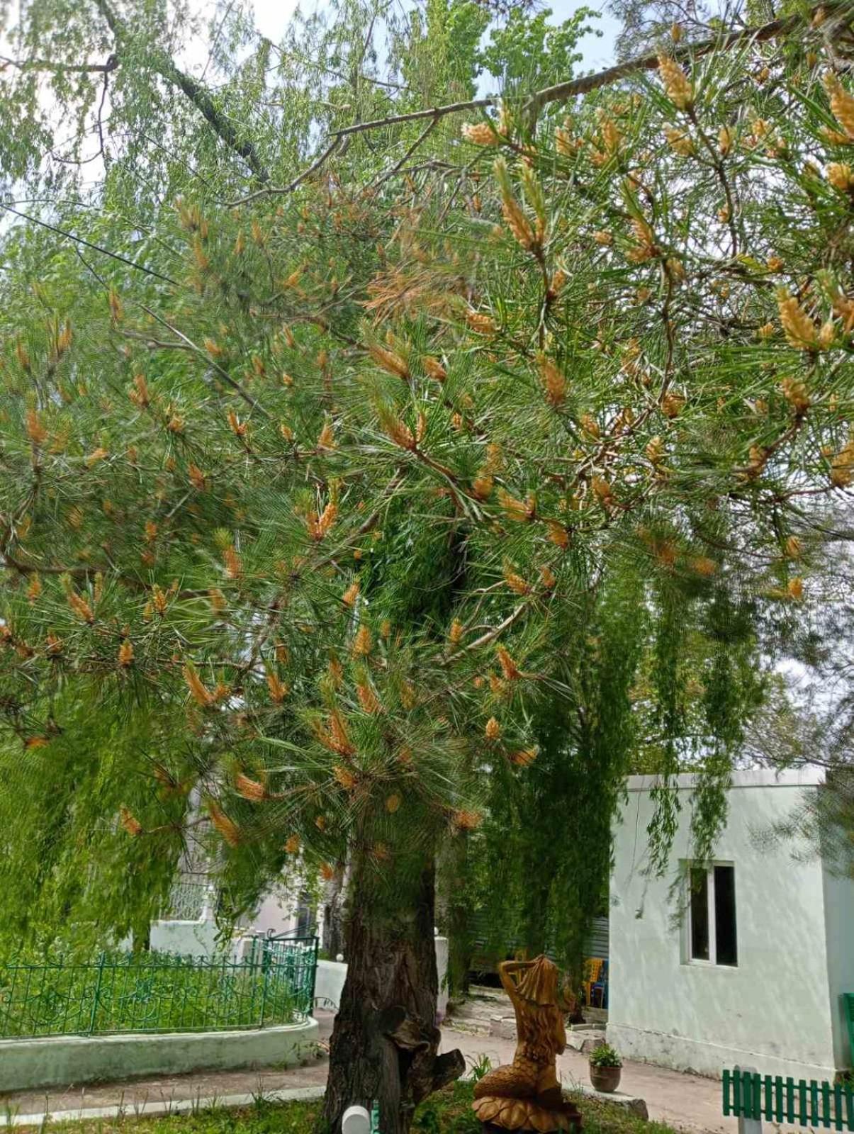 N&R Rest House تساجكادزور المظهر الخارجي الصورة